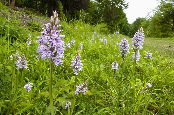 Common Spotted Orchid (Dactylorhiza fuchsii) flowering, group growing on chalk downland habitat, North Downs, Kent