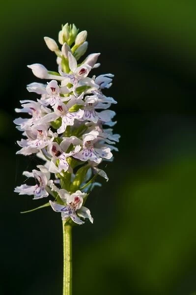 Common Spotted Orchid (Dactylorhiza fuchsii) close-up of flowerspike, Kent, England, May