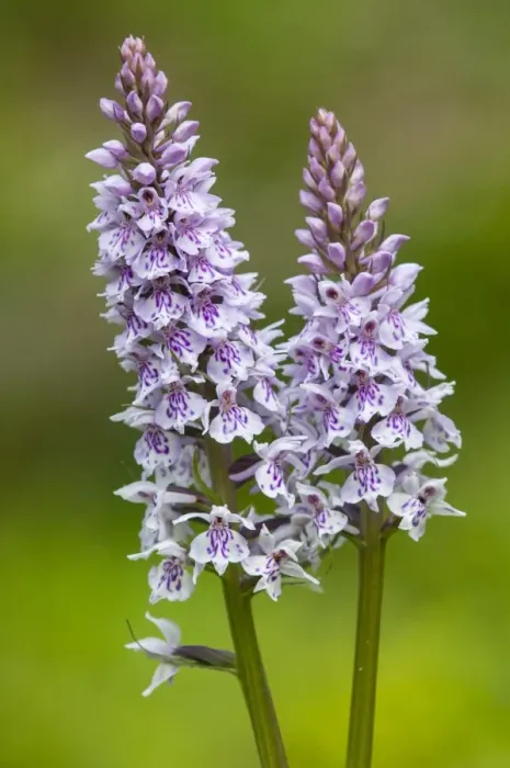 Framed Print : Common Spotted Orchid (Dactylorhiza fuchsii) close-up of two flowerspikes, growing on chalk grassland, North Downs Framed Print : Common Spotted Orchid (Dactylorhiza fuchsii) close-up of two flowerspikes, growing on chalk grassland, North Downs
