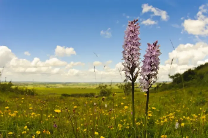 Framed Print : Common Spotted Orchid (Dactylorhiza fuchsii) two flowerspikes, growing in meadow on hill, Ivinghoe Beacon