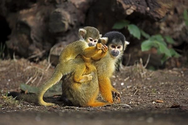 Common Squirrel-monkey (Saimiri sciureus) adult female with young on back (captive)