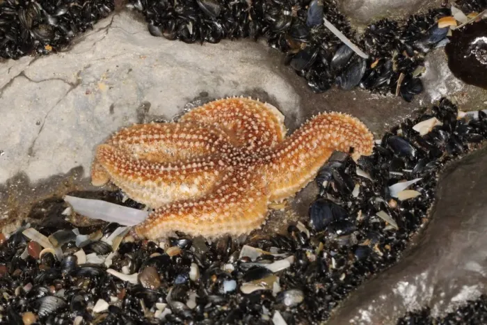 Framed Print : Common Starfish (Asterias rubens) adult, in shallow pool at low tide, Gower Peninsula, West Glamorgan, South Wales Framed Print : Common Starfish (Asterias rubens) adult, in shallow pool at low tide, Gower Peninsula, West Glamorgan, South Wales