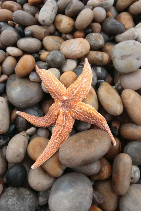 Framed Print : Common Starfish (Asterias rubens) adult, stranded on pebble beach, Chesil Beach, Dorset, England, january Framed Print : Common Starfish (Asterias rubens) adult, stranded on pebble beach, Chesil Beach, Dorset, England, january