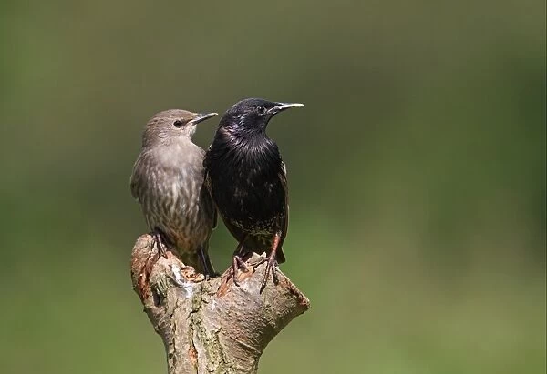 Common Starling (Sturnus vulgaris) adult and juvenile, perched on post, Norfolk, England, july