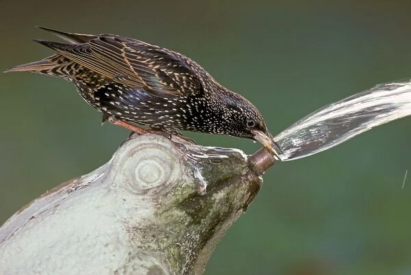 Common Starling (Sturnus vulgaris) adult, drinking from garden fountain, England