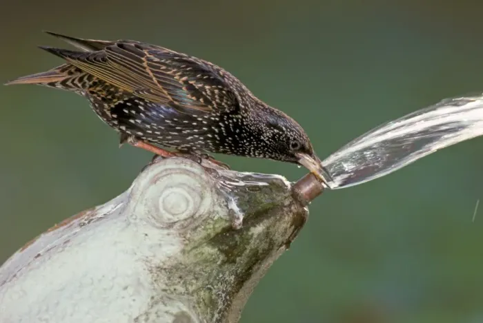Framed Print : Common Starling (Sturnus vulgaris) adult, drinking from garden fountain, England Framed Print : Common Starling (Sturnus vulgaris) adult, drinking from garden fountain, England