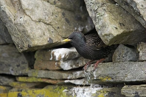 Common Starling (Sturnus vulgaris) adult, summer plumage, emerging from nesthole in drystone wall, Mainland, Shetland Islands, Scotland