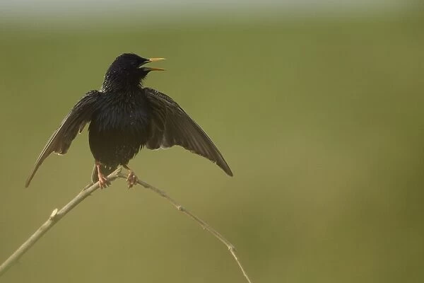 Common Starling (Sturnus vulgaris) adult, calling and displaying, in mate attraction display, perched on twig, Bulgaria