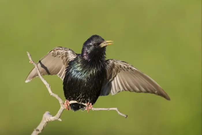 Framed Print : Common Starling (Sturnus vulgaris) adult, singing, with wings spread, Bulgaria, may Framed Print : Common Starling (Sturnus vulgaris) adult, singing, with wings spread, Bulgaria, may
