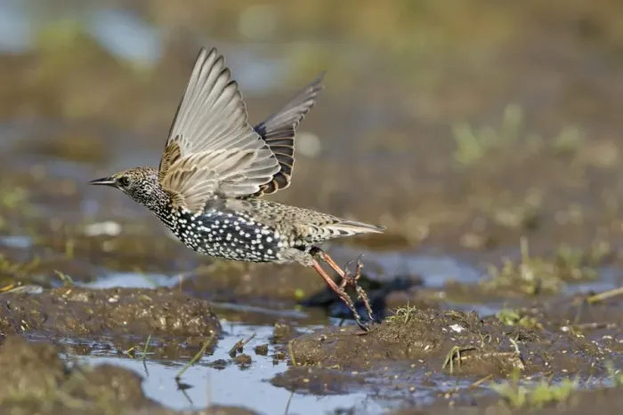 Framed Print : Common Starling (Sturnus vulgaris) adult, winter plumage, in flight, taking off from mud, Suffolk, England, November Framed Print : Common Starling (Sturnus vulgaris) adult, winter plumage, in flight, taking off from mud, Suffolk, England, November