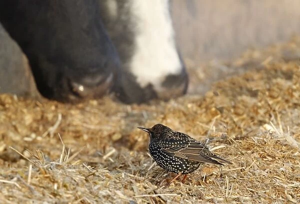 Common Starling (Sturnus vulgaris) adult, winter plumage, feeding in farmyard with domestic cattle, Leicestershire