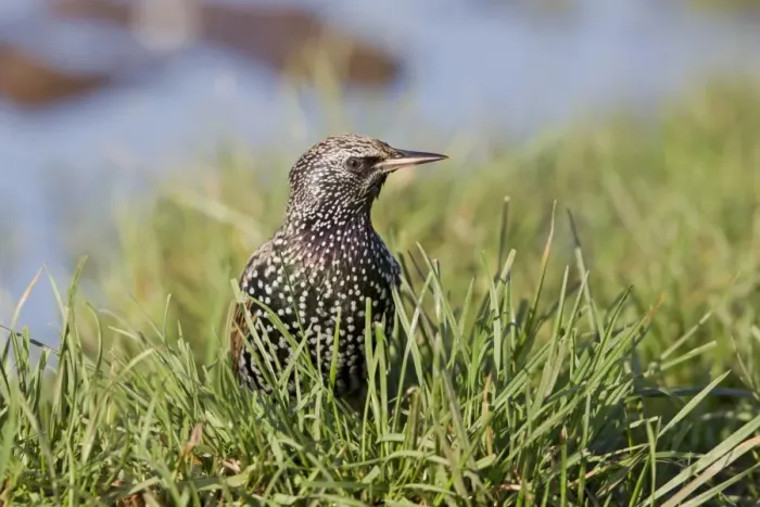 Framed Print : Common Starling (Sturnus vulgaris) adult, winter plumage, standing in grass on field, Suffolk, England, December Framed Print : Common Starling (Sturnus vulgaris) adult, winter plumage, standing in grass on field, Suffolk, England, December