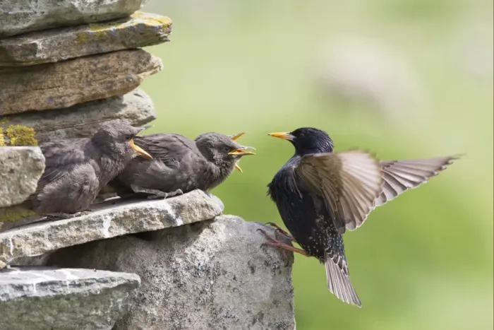 Framed Print : Common Starling (Sturnus vulgaris) adult feeding young, outside nest in drystone wall, Shetland Islands, Scotland, june Framed Print : Common Starling (Sturnus vulgaris) adult feeding young, outside nest in drystone wall, Shetland Islands, Scotland, june