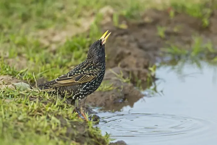 Framed Print : Common Starling (Sturnus vulgaris) adult female, spring plumage, drinking from puddle on farmland, Warwickshire, England, april