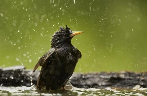 Common Starling (Sturnus vulgaris) adult female, breeding plumage, bathing in woodland pool, Hungary, May