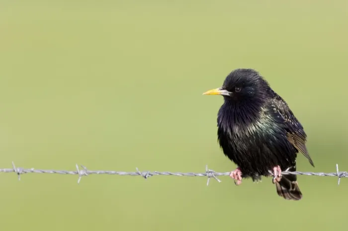 Framed Print : Common Starling (Sturnus vulgaris) adult male, summer plumage, perched on barbed wire, Shetland Islands, Scotland, may Framed Print : Common Starling (Sturnus vulgaris) adult male, summer plumage, perched on barbed wire, Shetland Islands, Scotland, may