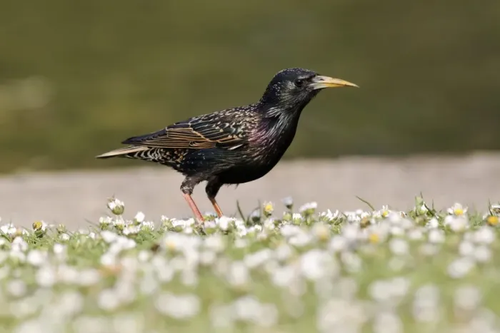 Framed Print : Common Starling (Sturnus vulgaris) adult male, spring plumage, with deformed elongated beak, standing amongst daisies