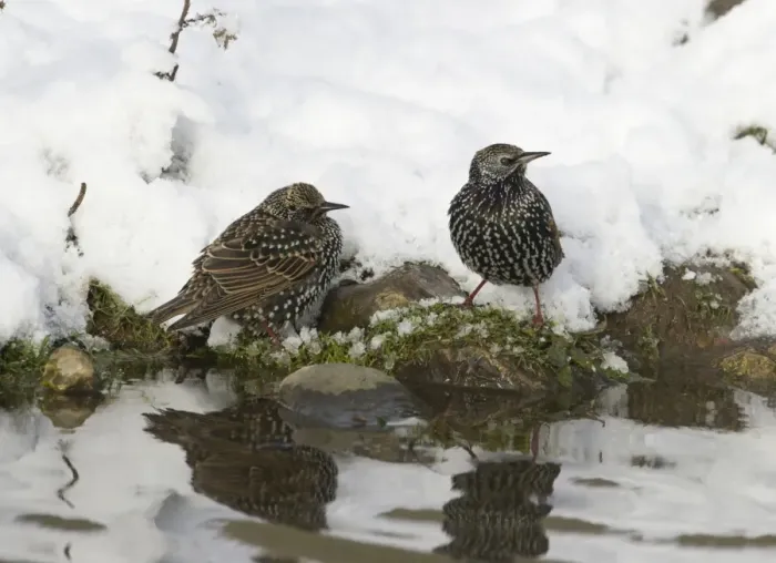 Framed Print : Common Starling (Sturnus vulgaris) two adults, winter plumage, drinking, standing on snow covered bank of pond, Salthouse, Norfolk, England, december Framed Print : Common Starling (Sturnus vulgaris) two adults, winter plumage, drinking, standing on snow covered bank of pond, Salthouse, Norfolk, England, december