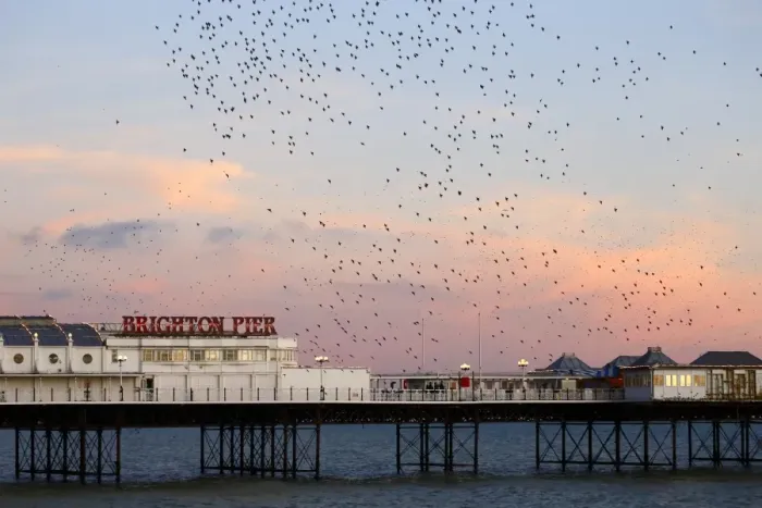 Framed Print : Common Starling (Sturnus vulgaris) flock, in flight over sea, gathering over roost site at sunset, Brighton Pier Framed Print : Common Starling (Sturnus vulgaris) flock, in flight over sea, gathering over roost site at sunset, Brighton Pier