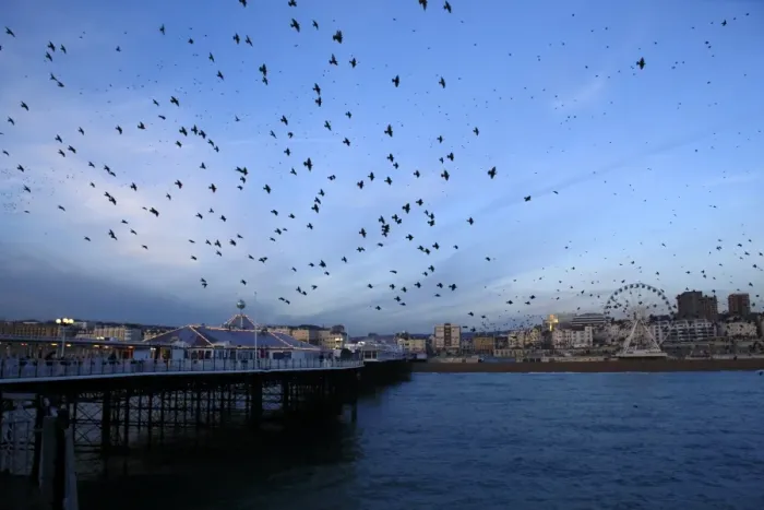 Framed Print : Common Starling (Sturnus vulgaris) flock, in flight over sea, gathering over roost site at sunset, Brighton Pier Framed Print : Common Starling (Sturnus vulgaris) flock, in flight over sea, gathering over roost site at sunset, Brighton Pier