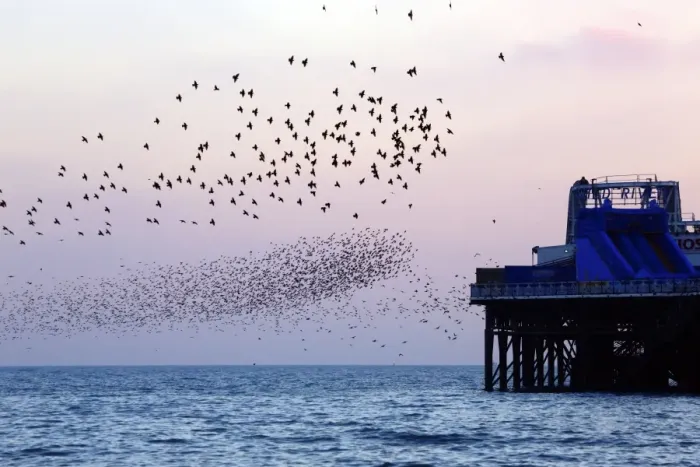 Framed Print : Common Starling (Sturnus vulgaris) flock, in flight over sea, gathering over roost site at sunset, Brighton Pier Framed Print : Common Starling (Sturnus vulgaris) flock, in flight over sea, gathering over roost site at sunset, Brighton Pier
