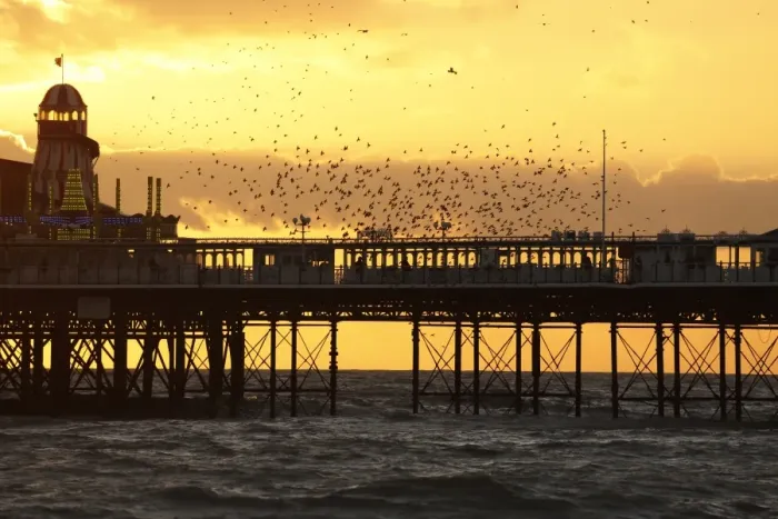 Framed Print : Common Starling (Sturnus vulgaris) flock, in flight, gathering over roost site at sunset, Brighton Pier, Brighton