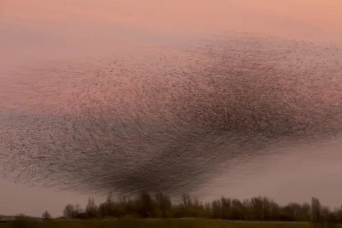 Framed Print : Common Starling (Sturnus vulgaris) flock, in roosting flight at sunset, blurred movement, Derbyshire, England, December Framed Print : Common Starling (Sturnus vulgaris) flock, in roosting flight at sunset, blurred movement, Derbyshire, England, December