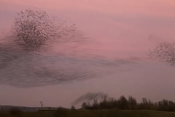 Framed Print : Common Starling (Sturnus vulgaris) flock, in roosting flight at sunset, blurred movement, Derbyshire, England, December Framed Print : Common Starling (Sturnus vulgaris) flock, in roosting flight at sunset, blurred movement, Derbyshire, England, December