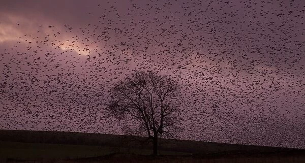 Common Starling (Sturnus vulgaris) flock, in roosting flight at sunset, Derbyshire, England, December
