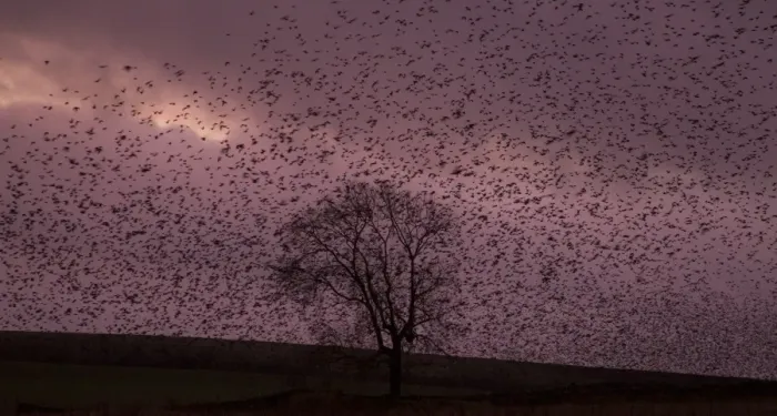 Framed Print : Common Starling (Sturnus vulgaris) flock, in roosting flight at sunset, Derbyshire, England, December Framed Print : Common Starling (Sturnus vulgaris) flock, in roosting flight at sunset, Derbyshire, England, December