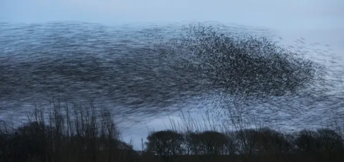 Framed Print : Common Starling (Sturnus vulgaris) flock, in roosting flight at dusk, blurred movement, Derbyshire, England, February Framed Print : Common Starling (Sturnus vulgaris) flock, in roosting flight at dusk, blurred movement, Derbyshire, England, February