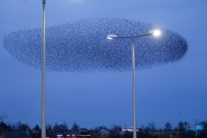 Framed Print : Common Starling (Sturnus vulgaris) flock, in roosting flight beside streetlights at dusk, Gretna Green, Dumfries, Scotland, march Framed Print : Common Starling (Sturnus vulgaris) flock, in roosting flight beside streetlights at dusk, Gretna Green, Dumfries, Scotland, march