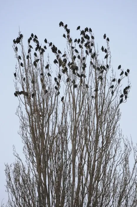 Framed Print : Common Starling (Sturnus vulgaris) flock, roosting at top of tree, Gloucestershire, England, december Framed Print : Common Starling (Sturnus vulgaris) flock, roosting at top of tree, Gloucestershire, England, december