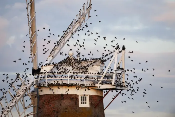 Framed Print : Common Starling (Sturnus vulgaris) flock, in flight, arriving at roost on windmill, Cley Windmill, Cley, Norfolk, England, october Framed Print : Common Starling (Sturnus vulgaris) flock, in flight, arriving at roost on windmill, Cley Windmill, Cley, Norfolk, England, october