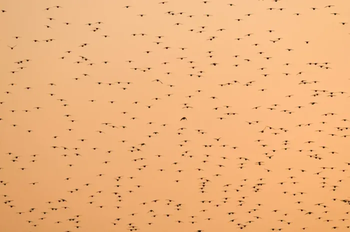 Framed Print : Common Starling (Sturnus vulgaris) flock, in roosting flight at sunset, Norfolk, England, november Framed Print : Common Starling (Sturnus vulgaris) flock, in roosting flight at sunset, Norfolk, England, november
