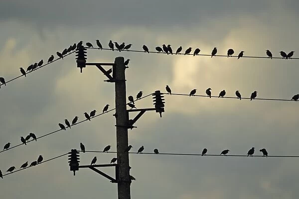 Common Starling (Sturnus vulgaris) flock, perched on overhead wires, silhouetted at dusk, Bulgaria, september