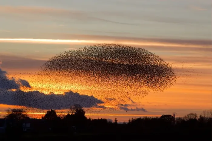 Framed Print : Common Starling (Sturnus vulgaris) flock, in roosting flight at sunset, Gretna Green, Dumfries, Scotland, november