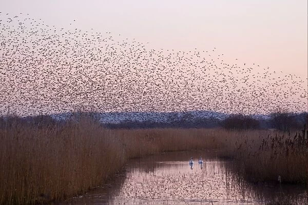 Common Starling (Sturnus vulgaris) flock, in roosting flight, over reedbed habitat with Mute Swans (Cygnus olor) on water at sunset, Somerset, England, january