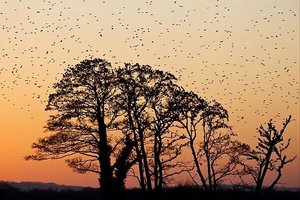 Common Starling (Sturnus vulgaris) flock, in roosting flight, at roost in trees, silhouetted at sunset, Somerset, England, january