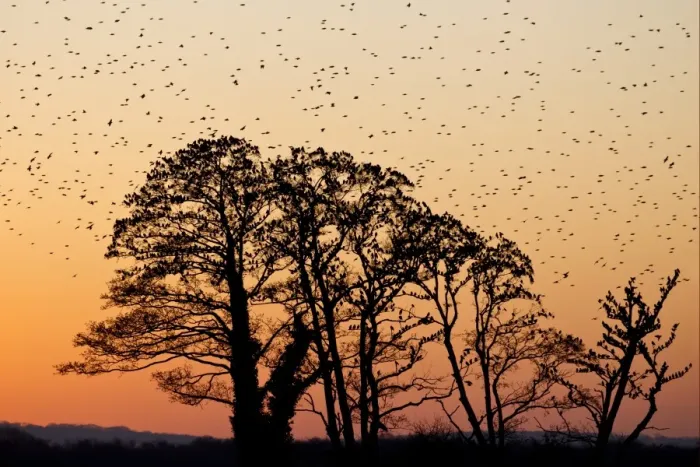 Framed Print : Common Starling (Sturnus vulgaris) flock, in roosting flight, at roost in trees, silhouetted at sunset, Somerset, England, january Framed Print : Common Starling (Sturnus vulgaris) flock, in roosting flight, at roost in trees, silhouetted at sunset, Somerset, England, january