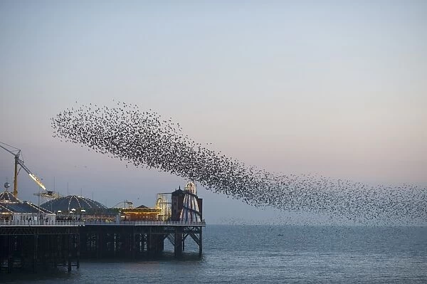 Common Starling (Sturnus vulgaris) flock, in flight over sea, gathering at evening roost site, Brighton Pier, East Sussex, England, february