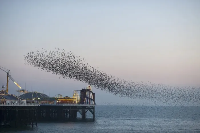 Framed Print : Common Starling (Sturnus vulgaris) flock, in flight over sea, gathering at evening roost site, Brighton Pier, East Sussex, England, february Framed Print : Common Starling (Sturnus vulgaris) flock, in flight over sea, gathering at evening roost site, Brighton Pier, East Sussex, England, february