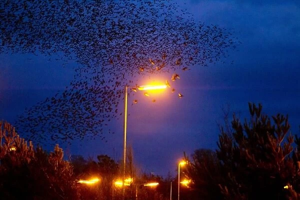 Common Starling (Sturnus vulgaris) flock, in roosting flight beside streetlight at dusk, Gretna Green, Dumfries, Scotland, march