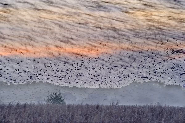 Common Starling (Sturnus vulgaris) flock, in roosting flight, blurred movement, over coastal reedbed habitat at dusk