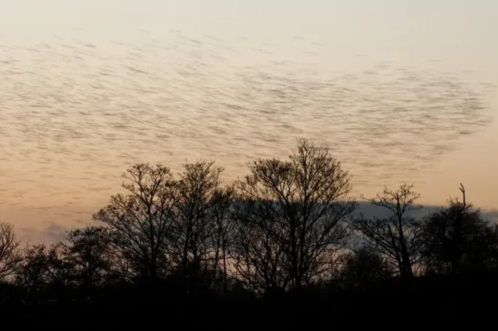 Framed Print : Common Starling (Sturnus vulgaris) flock, in roosting flight over trees at sunset, blurred movement, Faversham, Kent