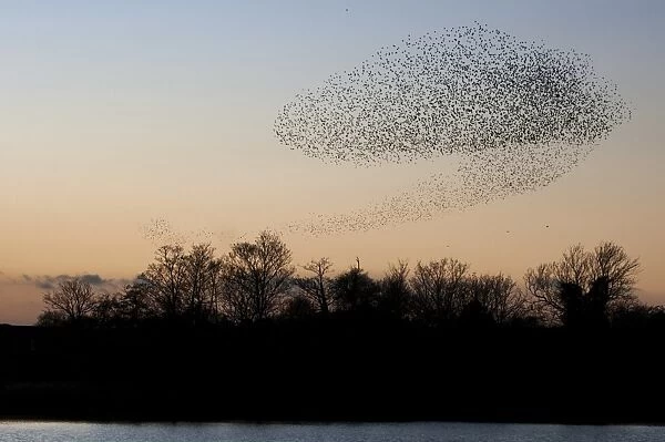 Common Starling (Sturnus vulgaris) flock, in roosting flight over lake and woodland at sunset, Faversham, Kent