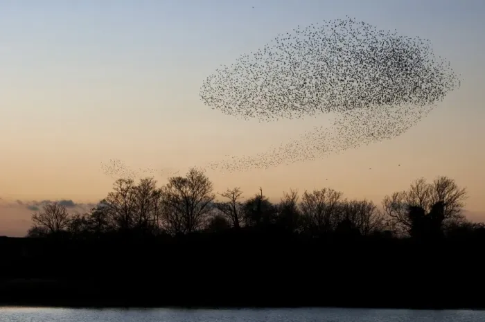 Framed Print : Common Starling (Sturnus vulgaris) flock, in roosting flight over lake and woodland at sunset, Faversham, Kent