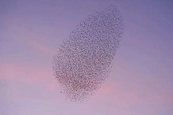Common Starling (Sturnus vulgaris) flock, in roosting flight at sunset, grouping caused by presence of Peregrine Falcon