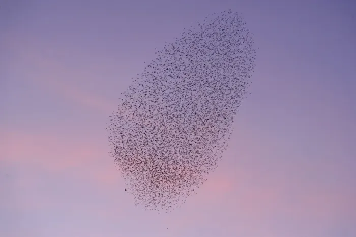 Framed Print : Common Starling (Sturnus vulgaris) flock, in roosting flight at sunset, grouping caused by presence of Peregrine Falcon Framed Print : Common Starling (Sturnus vulgaris) flock, in roosting flight at sunset, grouping caused by presence of Peregrine Falcon