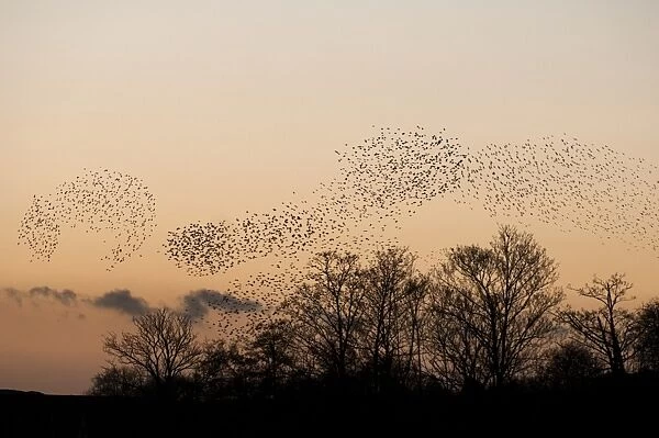 Common Starling (Sturnus vulgaris) flock, in roosting flight over trees at sunset, Faversham, Kent, England, december